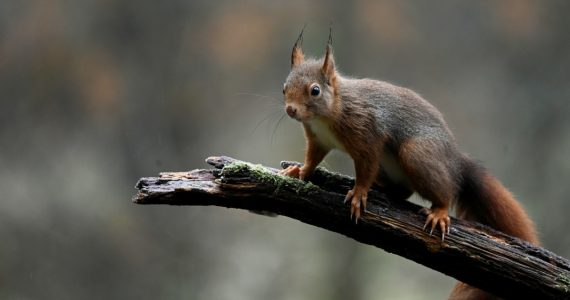 comportamientos carnívoros en ardillas