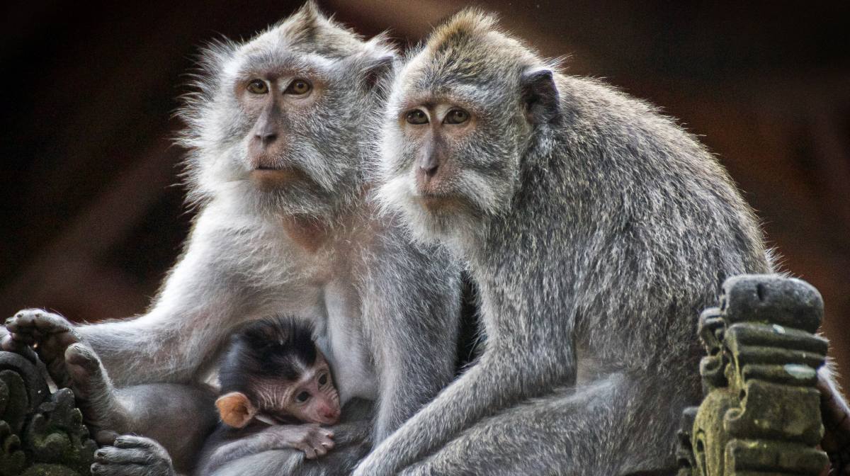 El nacimiento de gemelos solía ser habitual entre nuestros ancestros primates