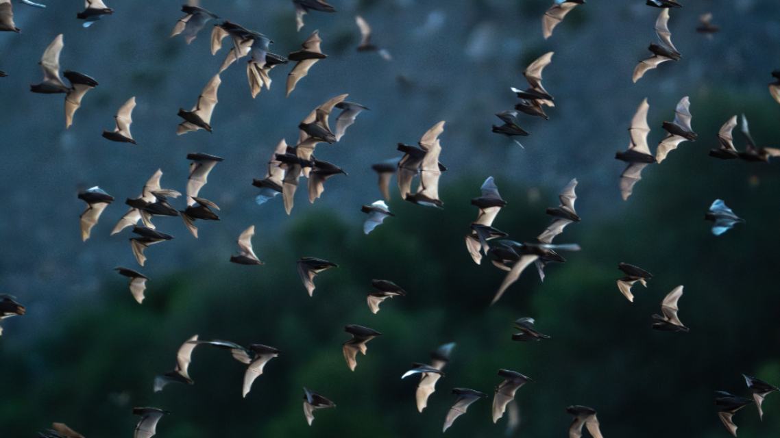 El asombroso vuelo de un millón de murciélagos