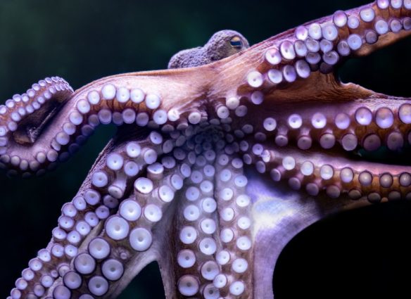 pulpo