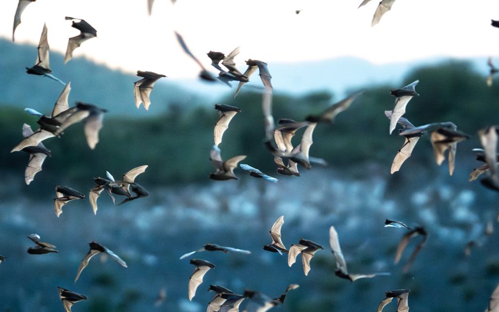 El asombroso vuelo de un millón de murciélagos