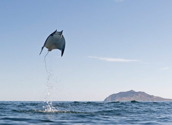 entre-el-cielo-y-el-mar-asi-son-las-misteriosas-rayas-munk-los-peces-que-vuelan