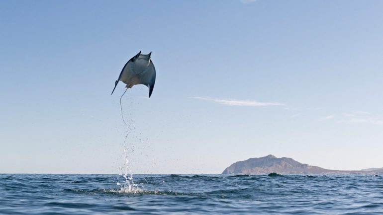 entre-el-cielo-y-el-mar-asi-son-las-misteriosas-rayas-munk-los-peces-que-vuelan