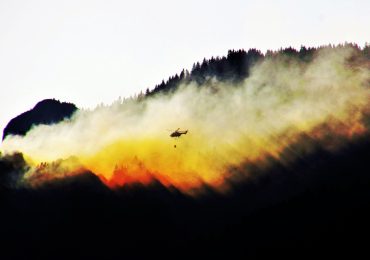 la vida silvestre durante los incendios