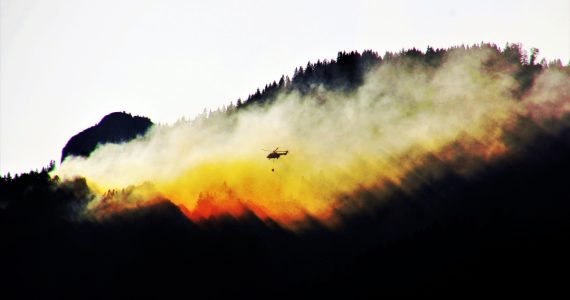 la vida silvestre durante los incendios