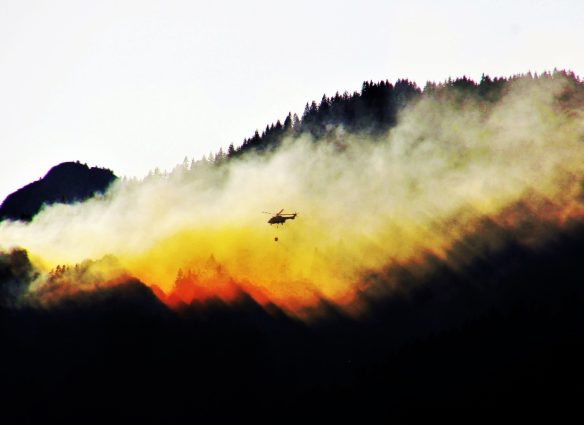 la vida silvestre durante los incendios