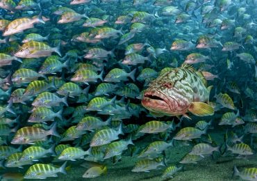 la-baya-el-depredador-escondido-del-golfo-de-california