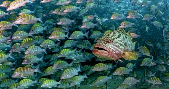 la-baya-el-depredador-escondido-del-golfo-de-california