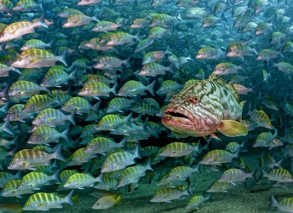 la-baya-el-depredador-escondido-del-golfo-de-california