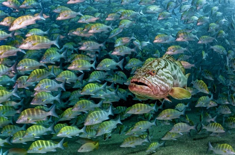 la-baya-el-depredador-escondido-del-golfo-de-california