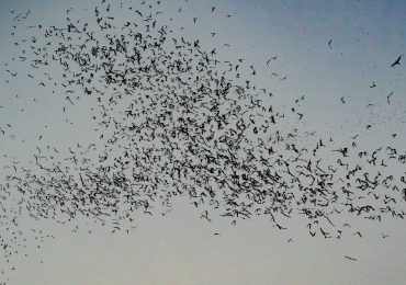 Murciélagos en La Cantera, Argentina