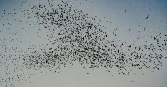 Murciélagos en La Cantera, Argentina