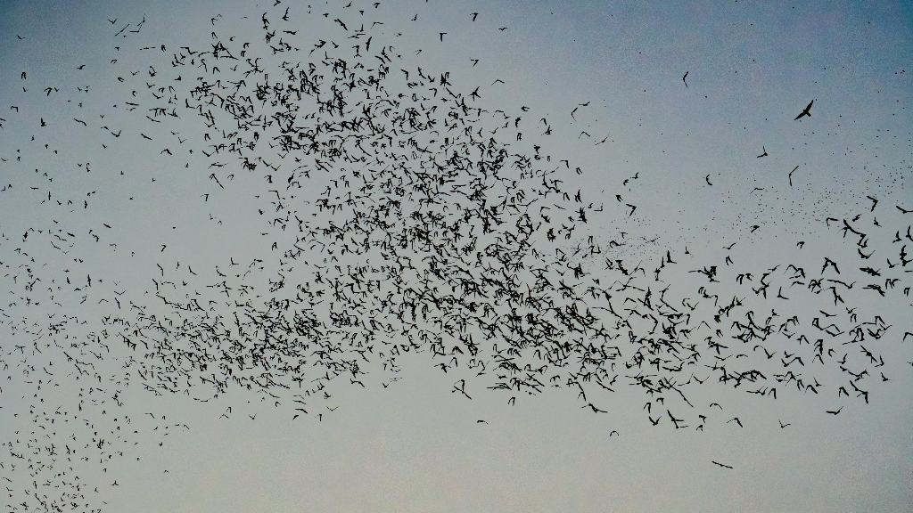 Viajar para dar a luz: El asombroso vuelo de un millón de murciélagos