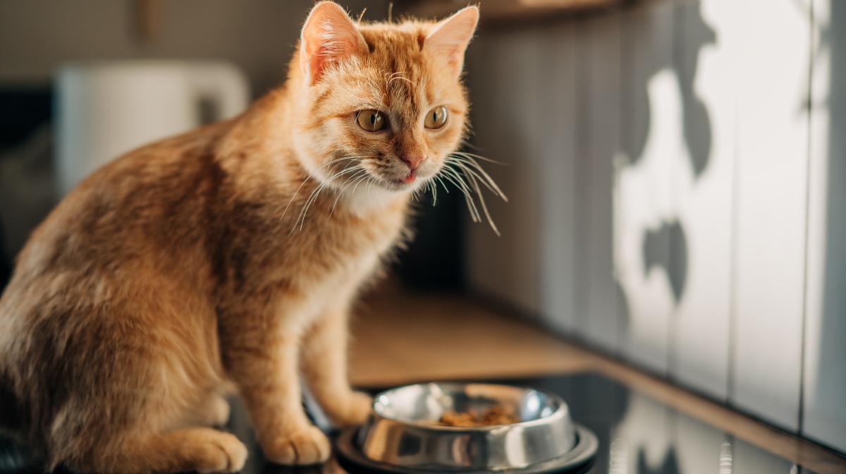 Muertes de gatos están relacionadas a alimentos contaminados con gripe aviar