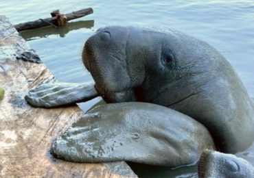 Santuario de manatíes en Tabasco: un espacio único para convivir con ellos